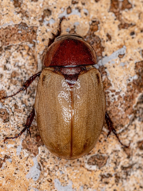 Dorosły Rhinoceros Beetle z podrodziny Dynastinae