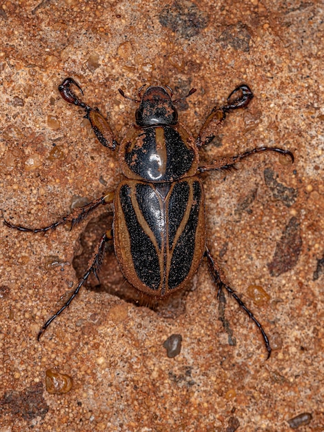 Dorosły Rhinoceros Beetle z podrodziny Dynastinae