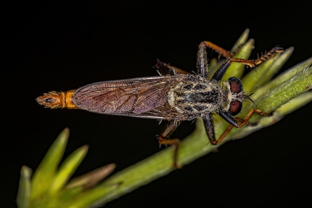 Dorosły Robber Fly z podrodziny Asilinae