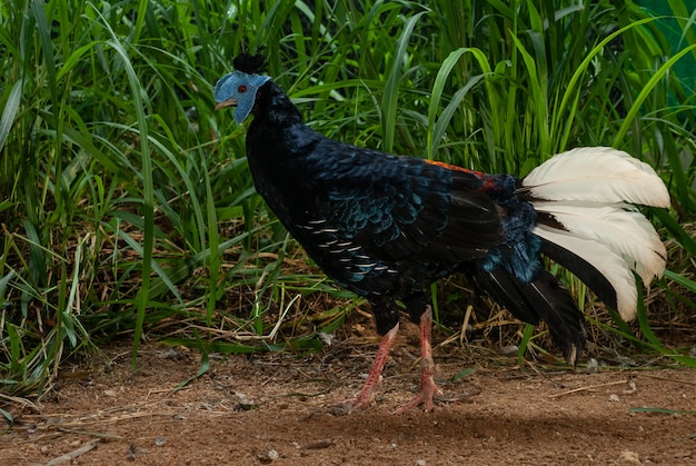 Dorosły samiec Crested Fireback (Lophura ignita)