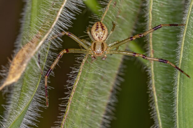 Dorosły samiec kraba Pająk z rodziny Thomisidae