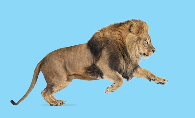 Dorosły samiec lwa Panthera leo skacze na niebiesko