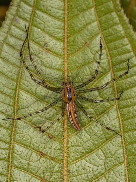 Dorosły samiec Lynx Spider