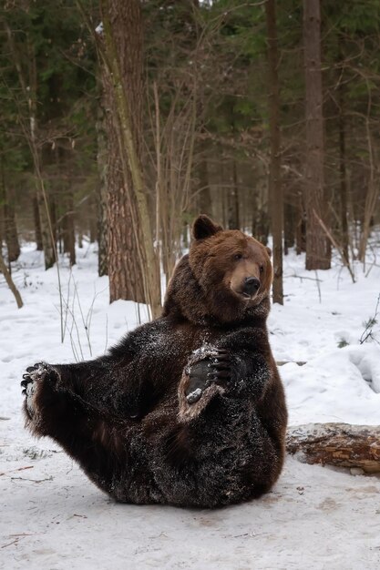 Dorosły samiec niedźwiedzia brązowego siedzi na śniegu w zimowym lesie Portret Closeup
