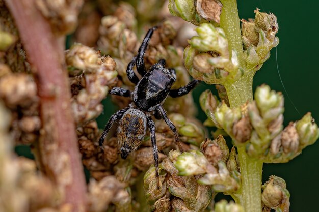 Dorosły samiec pająka skaczącego z rodzaju Pachomius