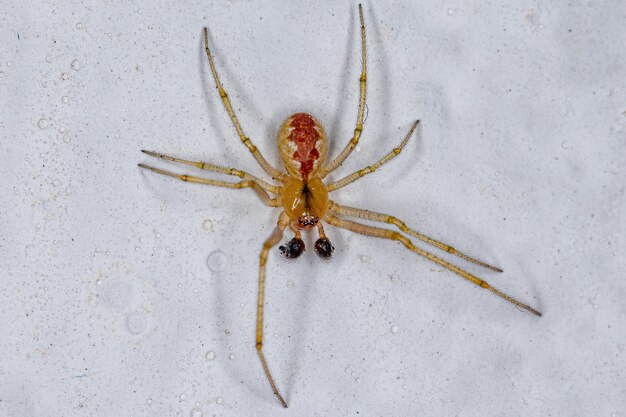 Dorosły samiec Pajęczyna Pająk z rodziny Theridiidae