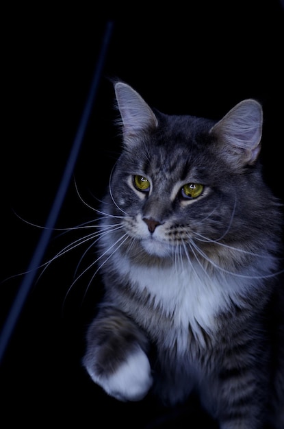 Dorosły samiec rasy Maine Coon w kolorze ciemnoszarym zjada karmę dla kotów.