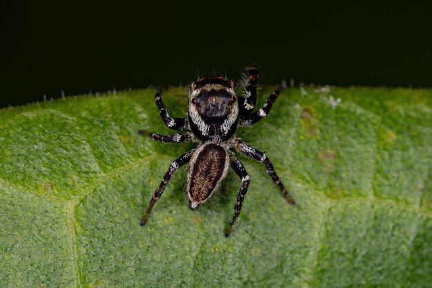 Dorosły samiec skaczący pająk z podplemienia Dendryphantina