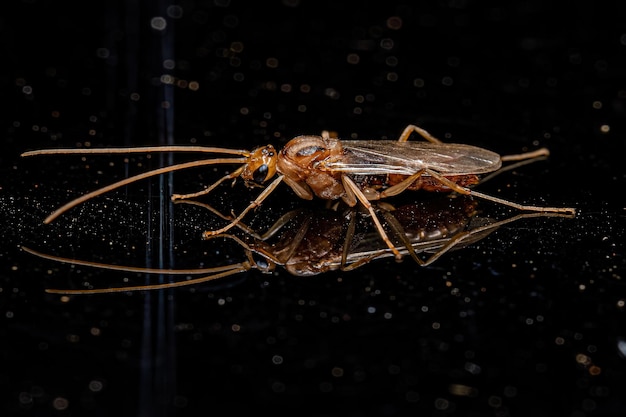 Dorosły samiec skrzydlaty Trapjaw Ant