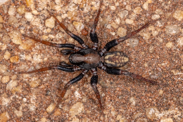 Dorosły samiec Zodariida Pająk z rodziny Zodariidae