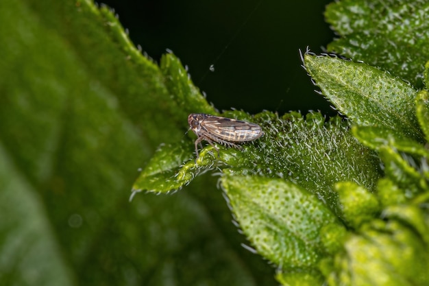 Dorosły strzelec wyborowy Owad z rodziny Cicadellidae