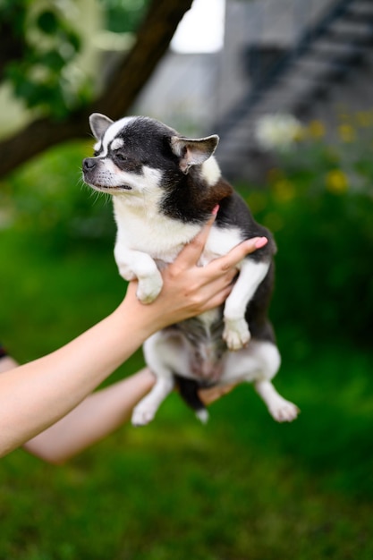 Dorosły szczeniak chihuahua w rękach zamknął oczy z łapami przyciśniętymi do naturalnego tła