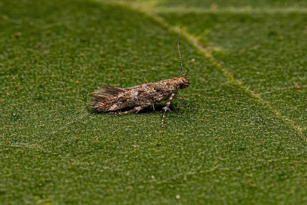 Dorosły Twirler Moth