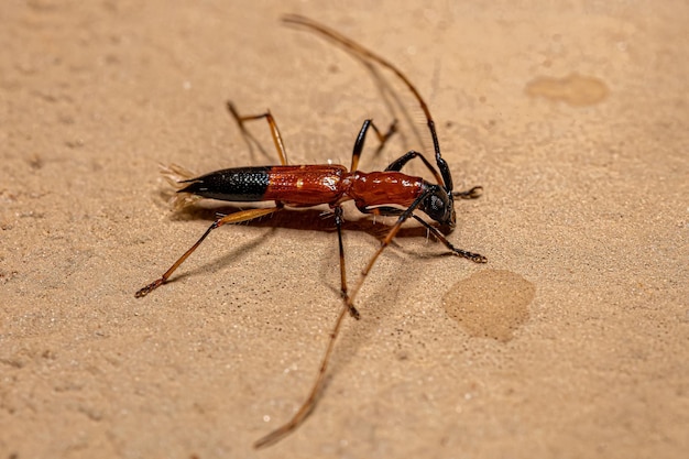 Dorosły typowy chrząszcz Longhorn