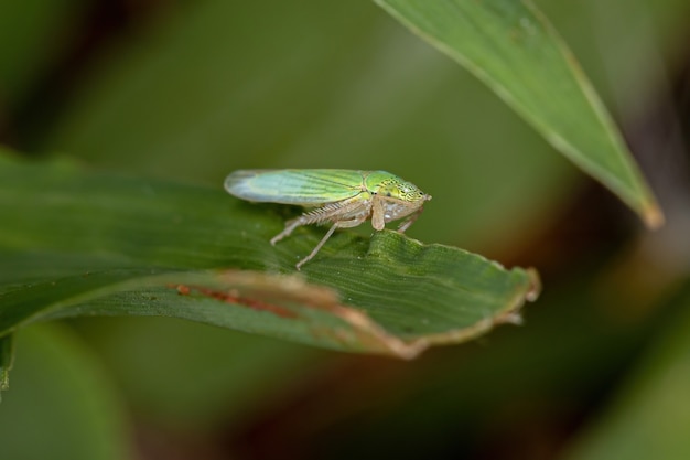 Dorosły typowy skoczek z rodziny Cicadellidae