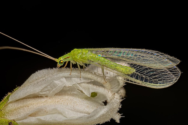 Dorosły typowy zielony Lacewing