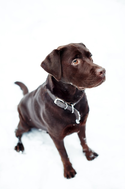 Dość brązowy Labrador Retriever w zimie