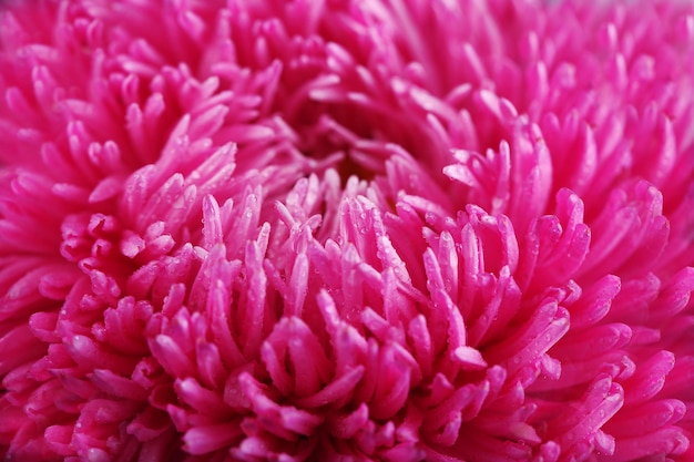 Dość fioletowy kwiat chryzantemy makro