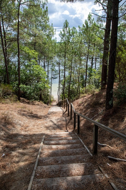 dostęp do ścieżki drewnianych schodów w lesie sosnowym na plaży Carcans Maubuisson na atlantyckim południowym zachodzie w gironde we francji