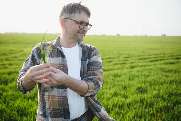 Doświadczony i pewny siebie rolnik na swoim polu Portret starszego rolnika-agronoma na polu pszenicy