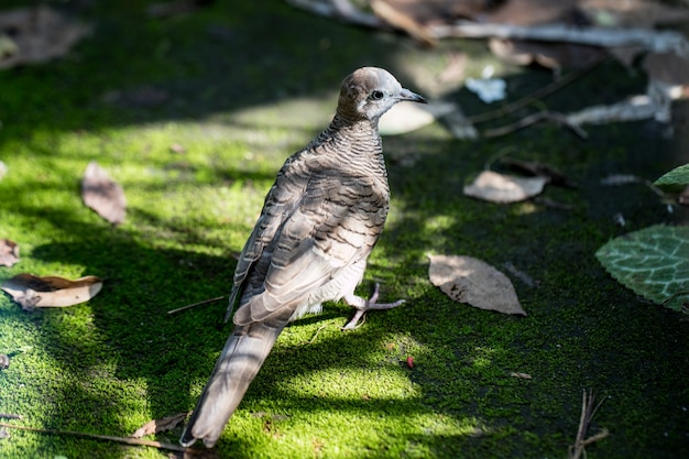 Dove Na Podłodze Moss