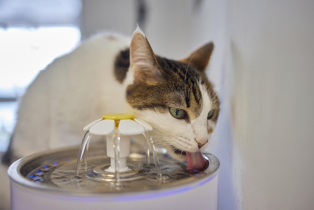 Dozownik wody dla zwierząt z automatycznym napełnianiem grawitacyjnym