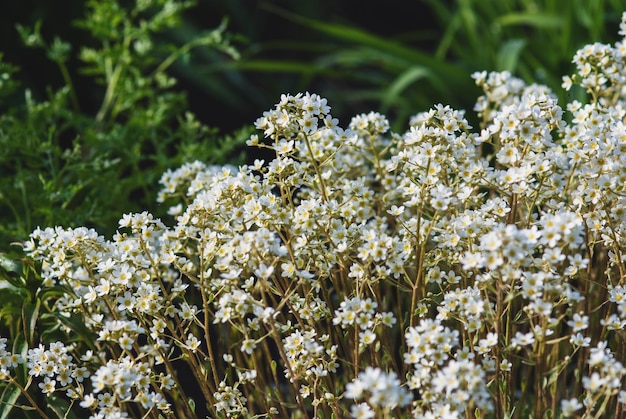 Dożywotnia skalnica kwitnąca w ogrodzie Saxifraga paniculata wiosną