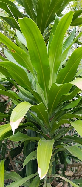 Dracaena fragrans Zdjęcie z bliska rośliny