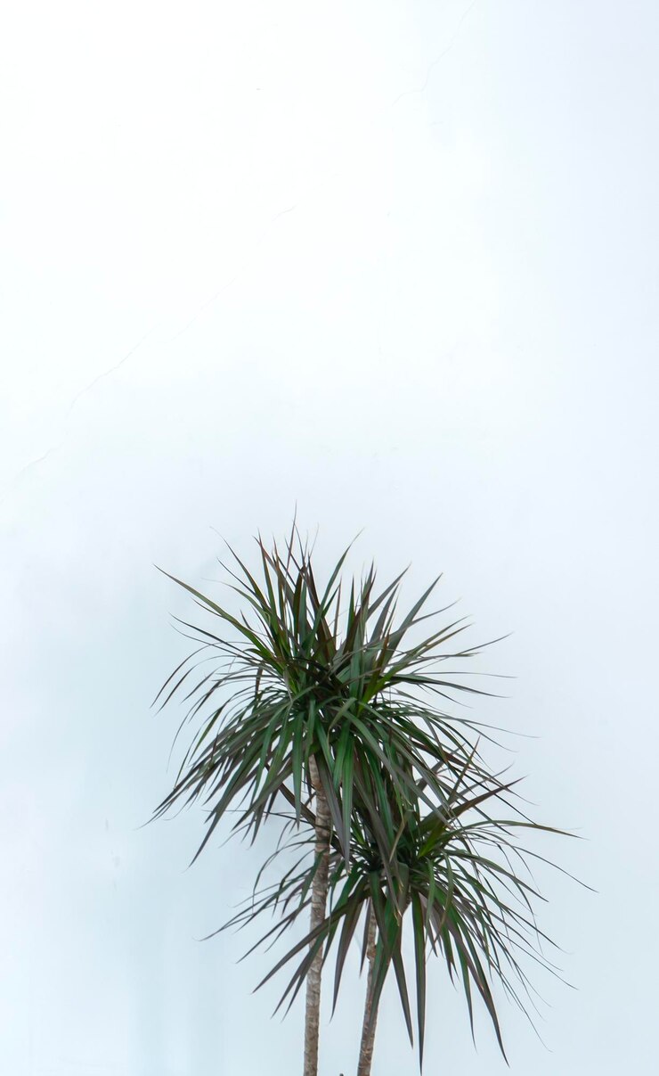 Zdjęcie dracaena na białym tle z przestrzenią dla tekstu