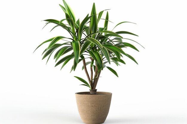 Dracaena na białym tle