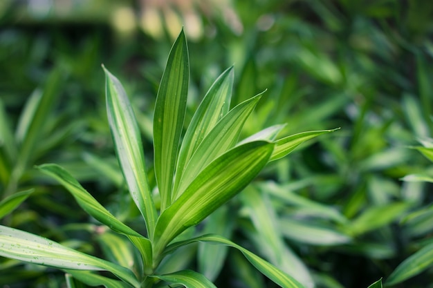 Dracaena zieleni liście zamykają up dla tła.