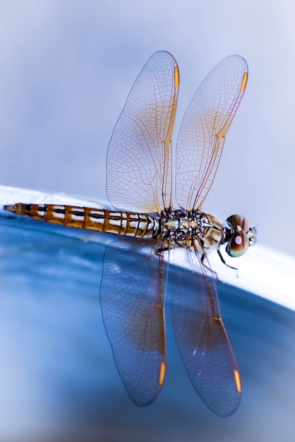 Dragonfly - bocznego widoku zakończenie up