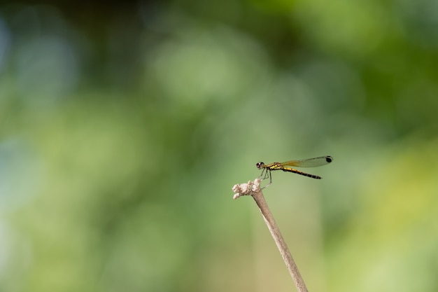 Dragonfly Chwyt Na Suchych Gałąź I Kopii Przestrzeni