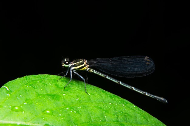 Dragonfly macro igielna roślina