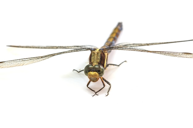 Dragonfly macro odizolowywający na białym tle