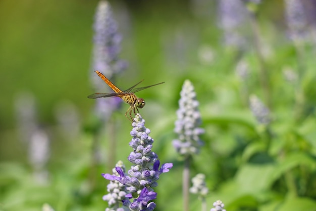 Dragonfly na kwitnąć kwitnie purpury w naturze