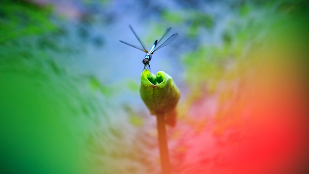 Dragonfly Na Natura Liściu Lotosu