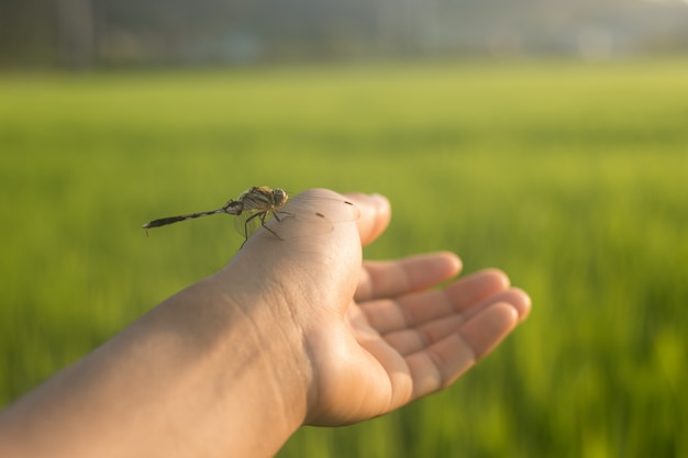 Dragonfly na ręce i ryżowym polu jest tłem z światłem wschód słońca