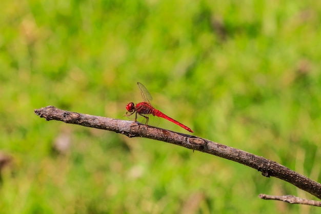 Dragonfly na roślinie