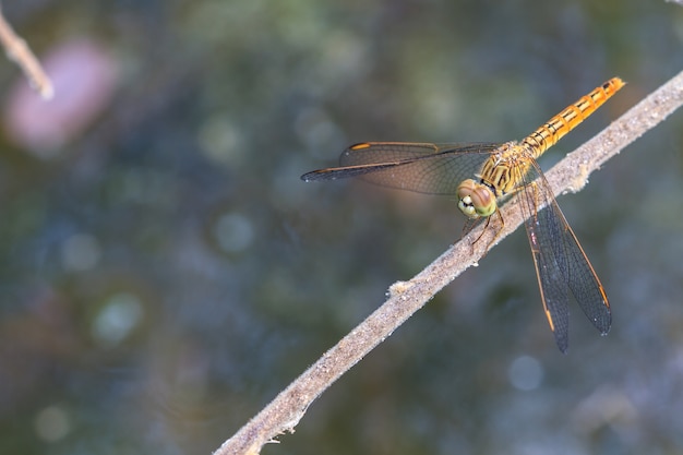 Dragonfly na roślinie