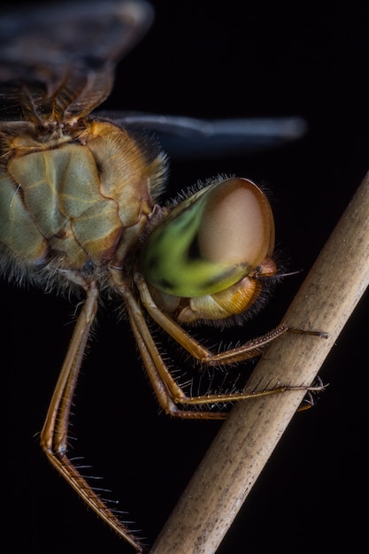 Dragonfly na wysuszonym liściu.