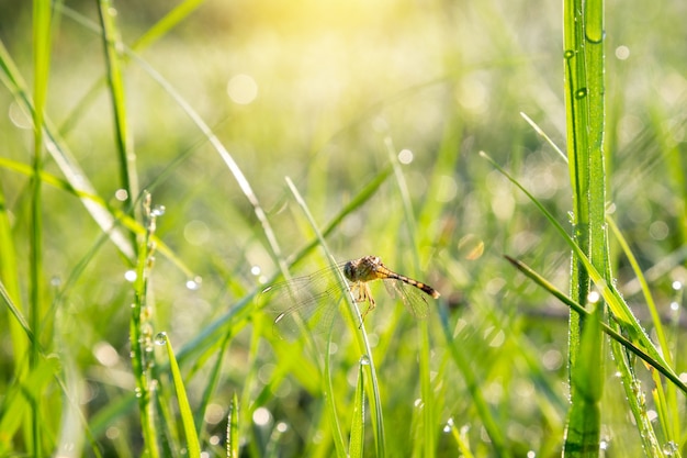 Dragonfly na zielonej trawie z rosą na trawie i pogodnym ranku.