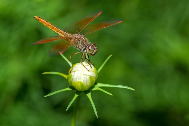 Zdjęcie dragonfly obsiadanie na kwiatu zbliżeniu