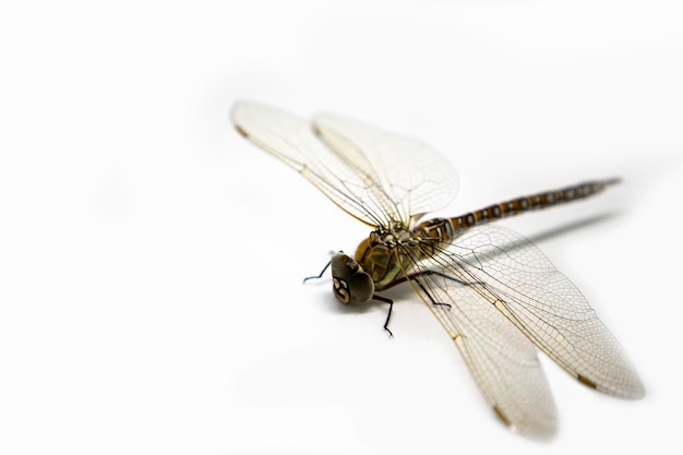 Dragonfly odizolowywający na białym tle