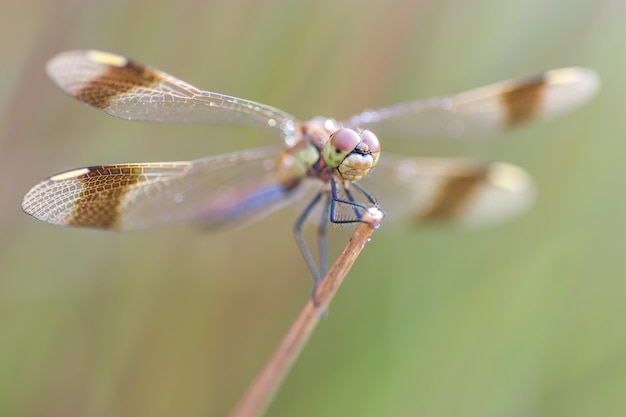 Dragonfly przy rankiem w naturze