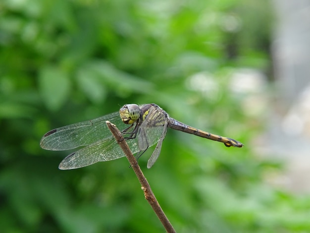 Dragonfly Przysiada Na Gałęzi