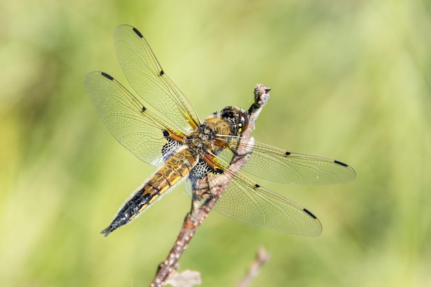 Dragonfly siedzi na gałęzi Przeznaczone do walki radioelektronicznej letni dzień