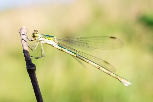 Dragonfly siedzi na suchej przyrody kija