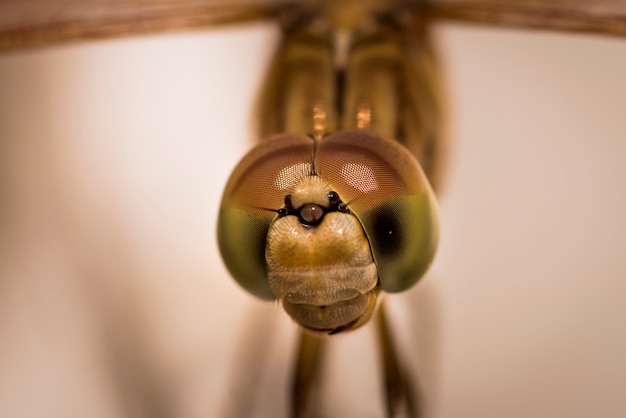 Zdjęcie dragonfly twarz - ekstremum zamknięty up