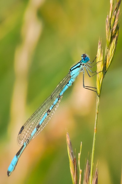 Dragonfly w ogrodzie zrobione szczegółowo, aby spojrzeć na kolorowe i piękne